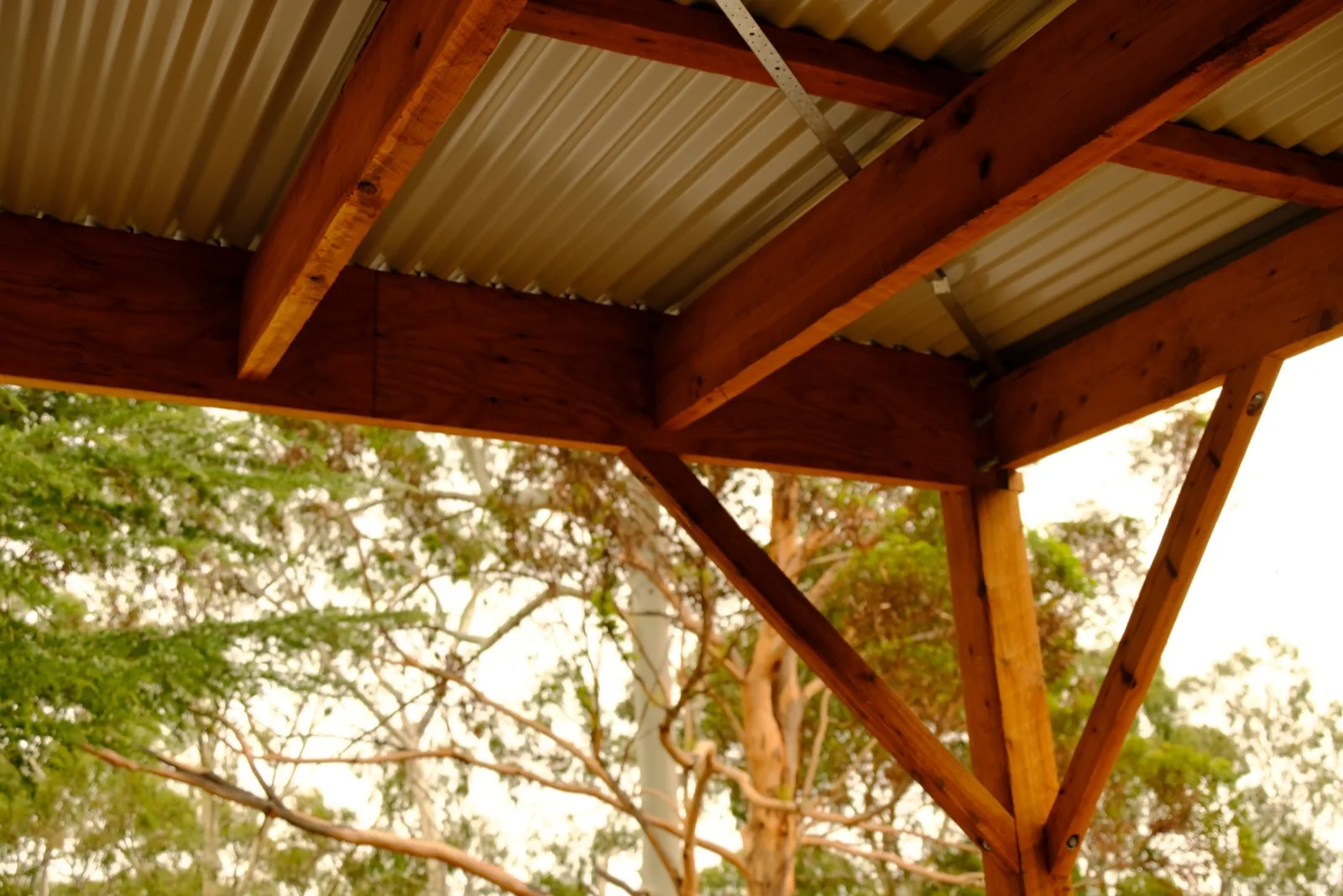 Pergola rafters against the gum trees